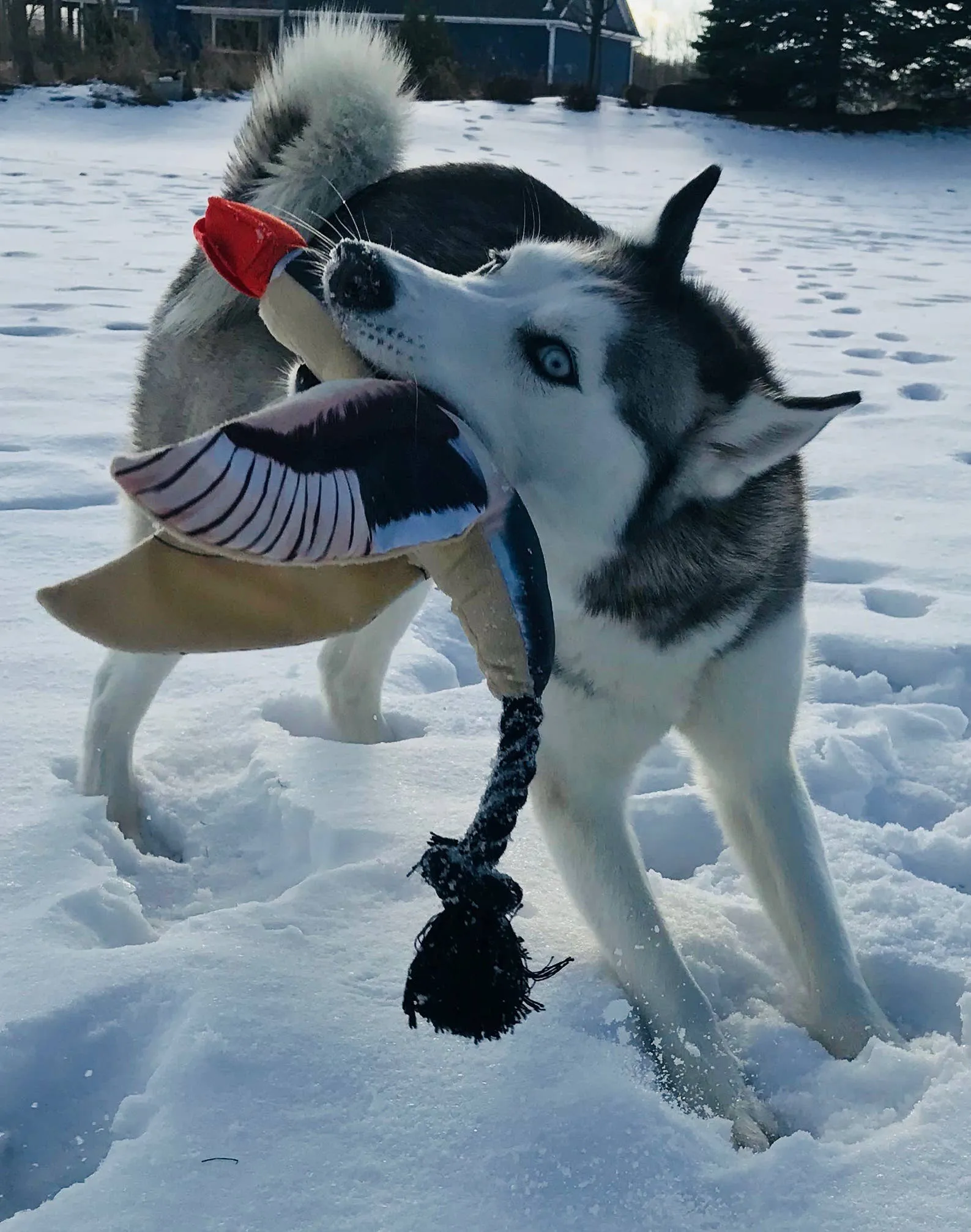 Fly & Fetch Launching Toys - Eagle