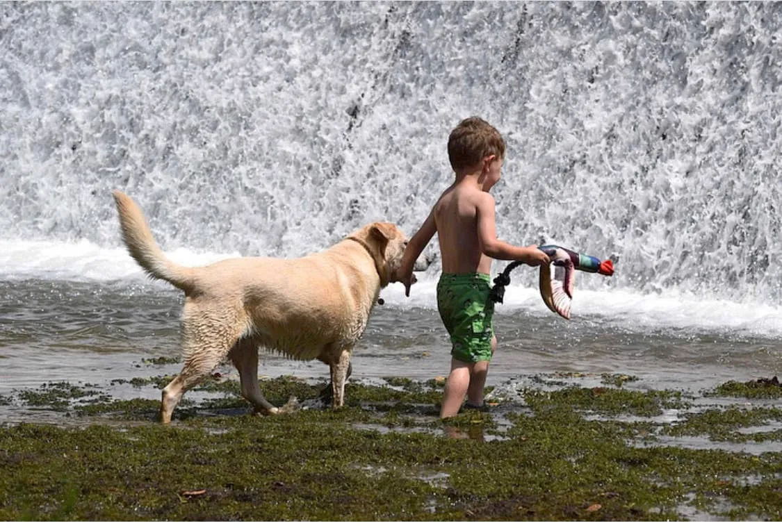 Fly & Fetch Launching Toys - Eagle