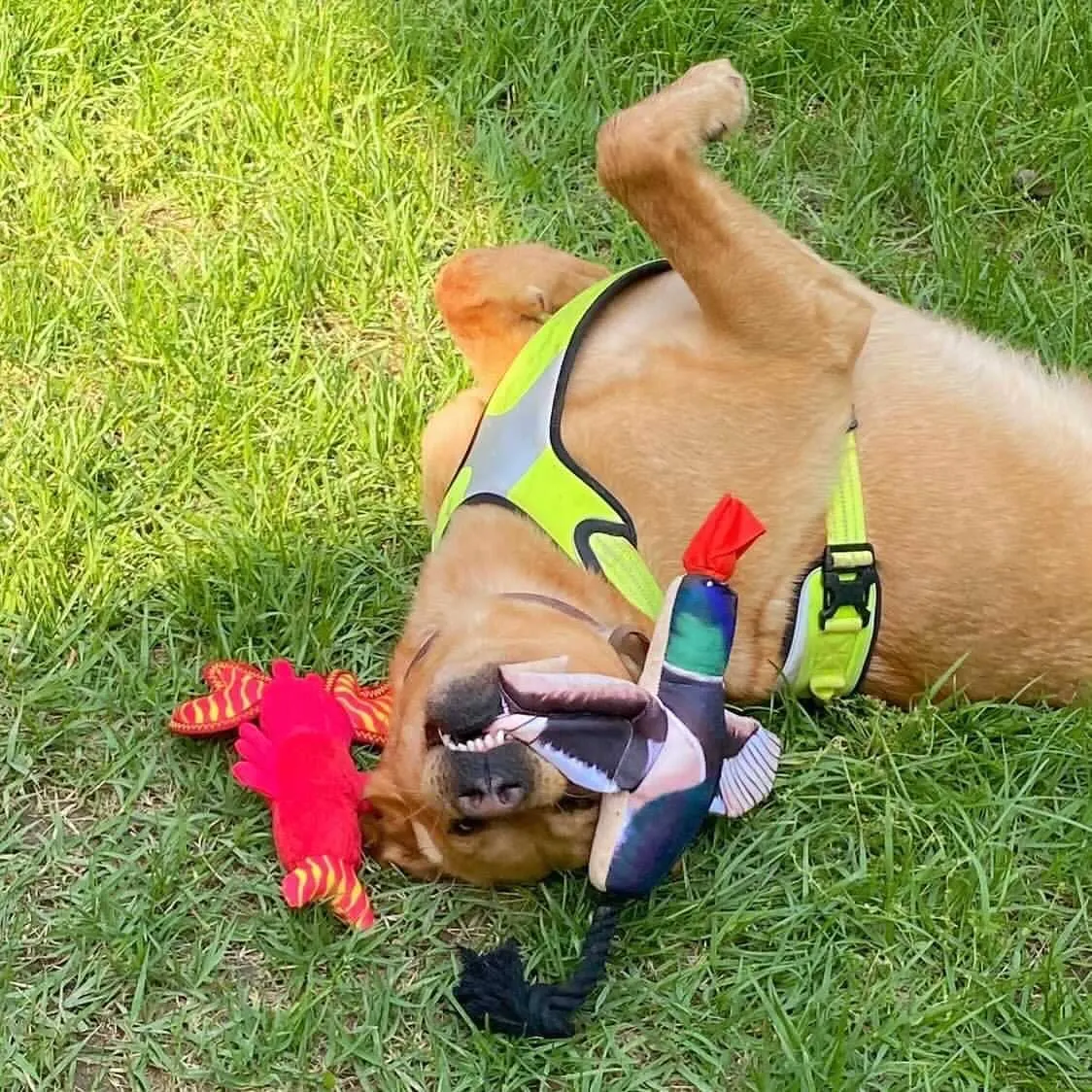 Fly & Fetch Launching Toys - Eagle