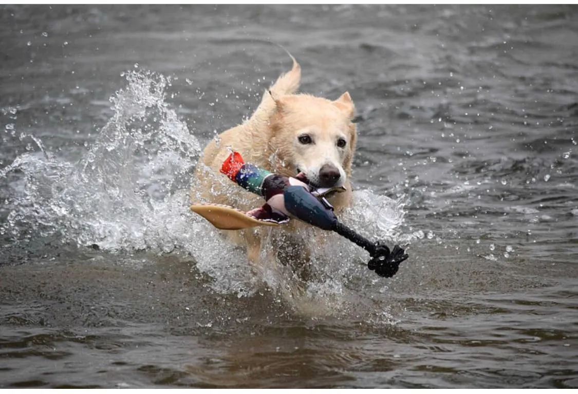 Fly & Fetch Launching Toys - Eagle