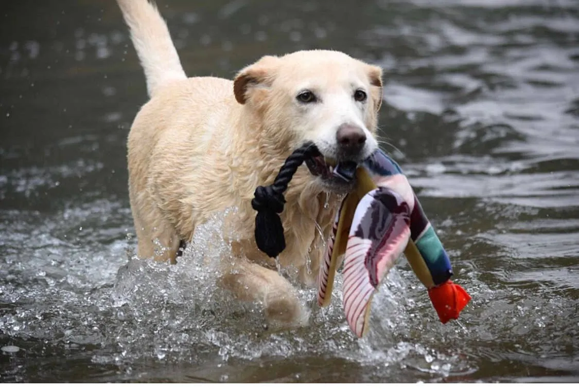 Fly & Fetch Launching Toys - Eagle