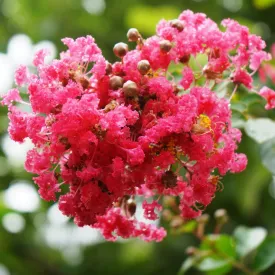 Sioux Crape Myrtle Tree