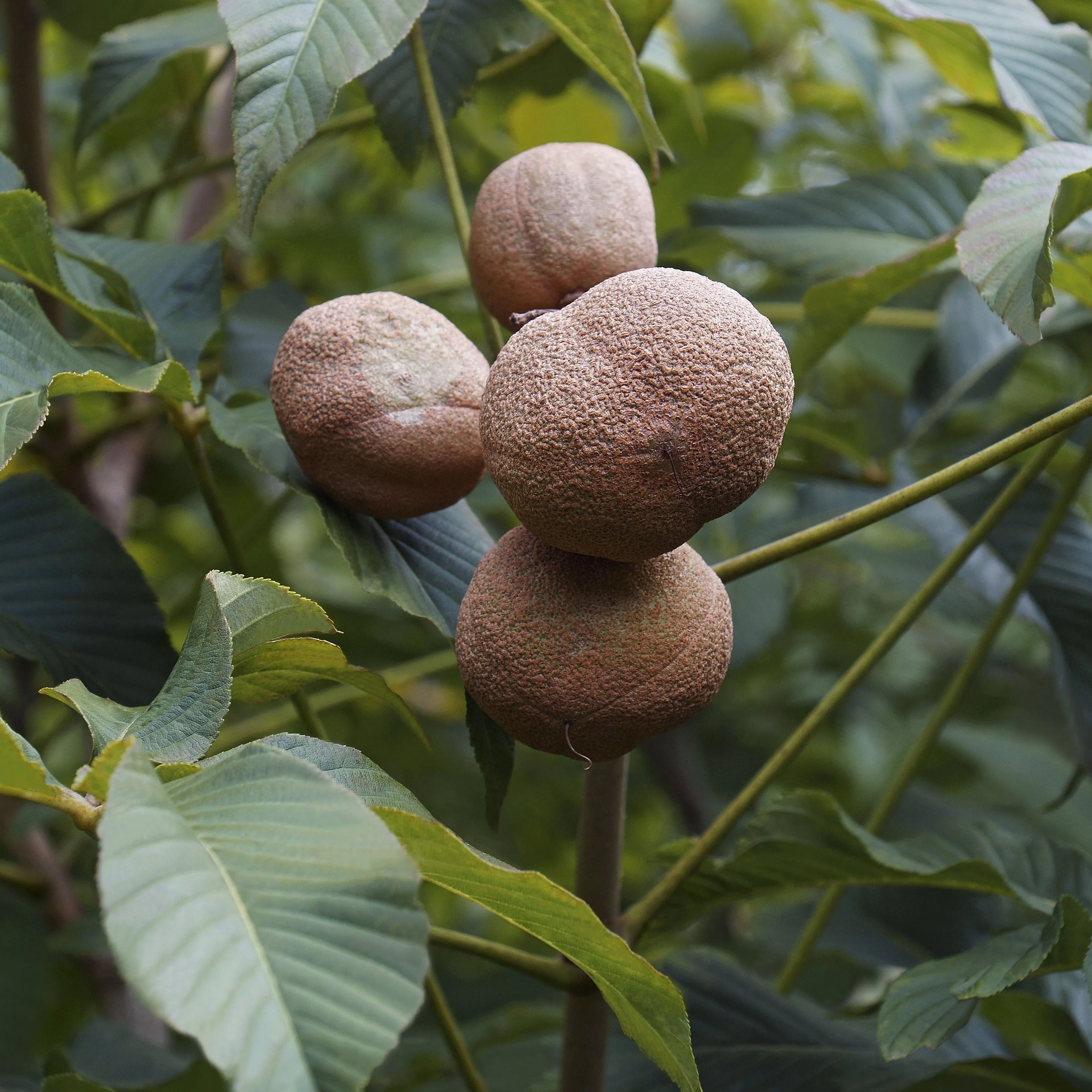 Yellow Buckeye Tree