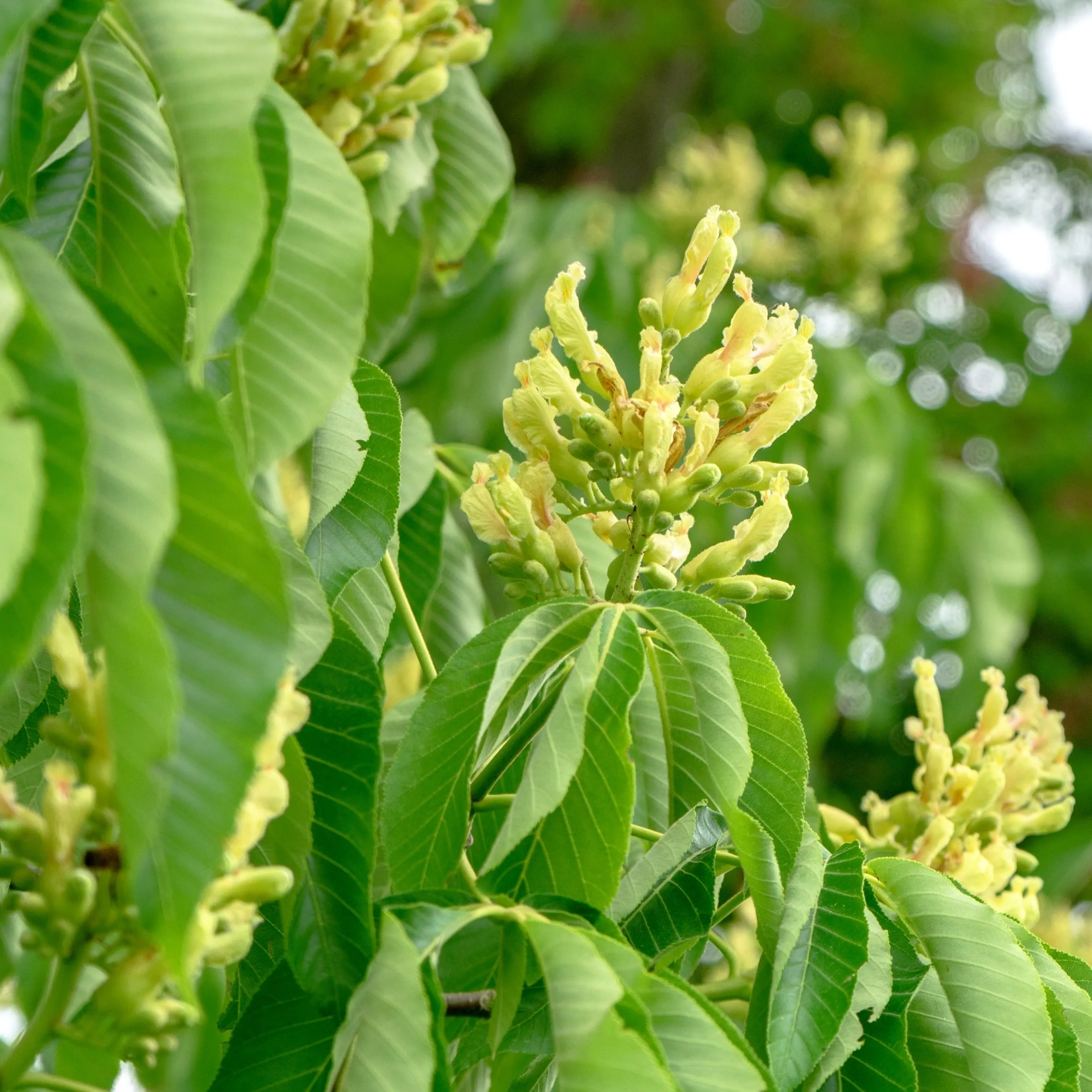 Yellow Buckeye Tree