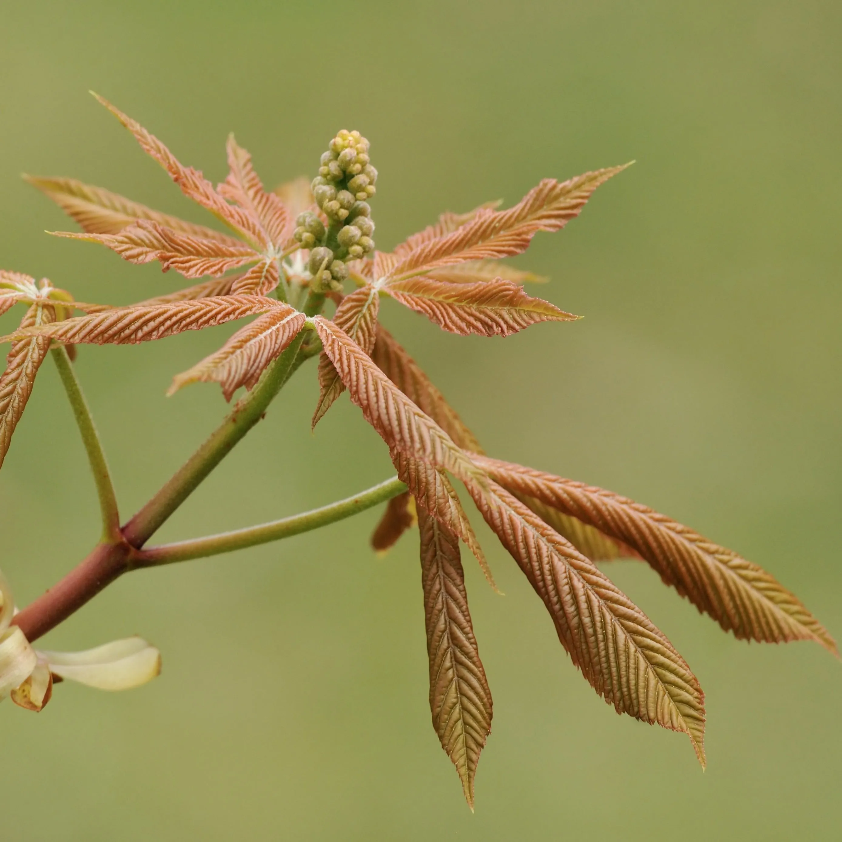 Yellow Buckeye Tree